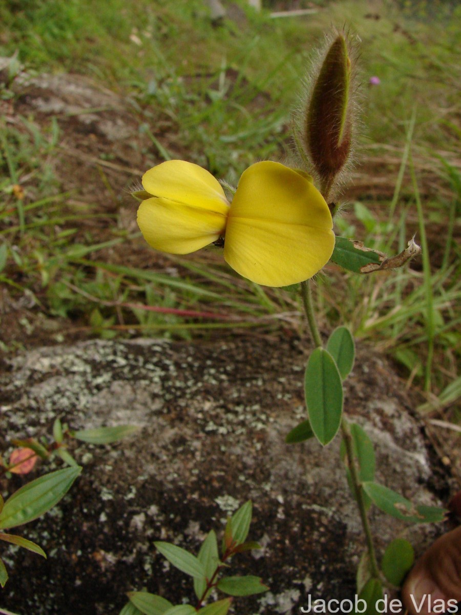 Crotalaria calycina Schrank